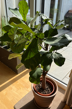 Indoor Fig Plant